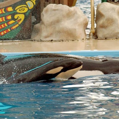 Miekkavalaan poikanen ui äitinsä kanssa Sea World -akvaarion altaassa.