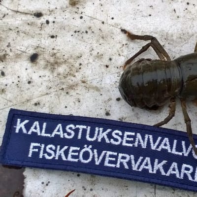 Jokirapu kalastuksenvalvojamerkin vieressä.