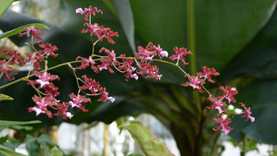 En röd orkidéblomma