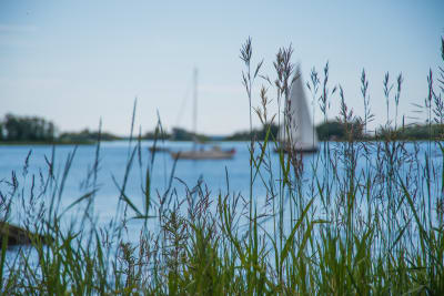 Säv på en havsstrand, segelbåtar i bakgrunden.