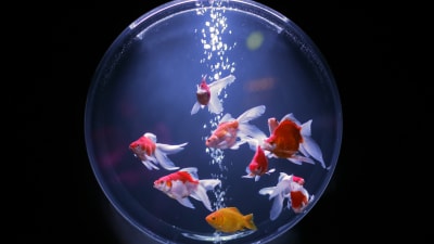 Flere guldfiskar simmar i ett akvarium