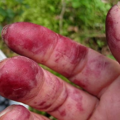 Mustikan sotkemat sormet ja rasiallinen marjoja mättäällä