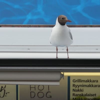 Lokki istuu ruokakojun katolla