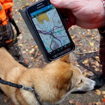 Hirvikoiran liikkeitä metsässä seurataan GPS-paikannuslaitteiden avulla.