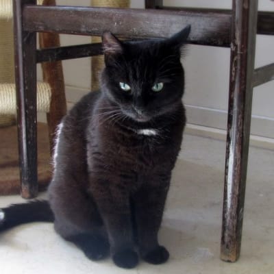 Musta, kaunis kissa istuu ja tuijottaa suoraan kameraan