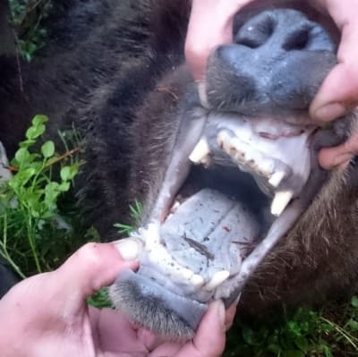 Björnens tänder var i dåligt skick.