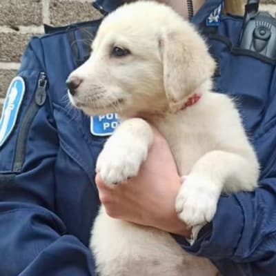 Poliisi pitelee sylissään koiranpentua.