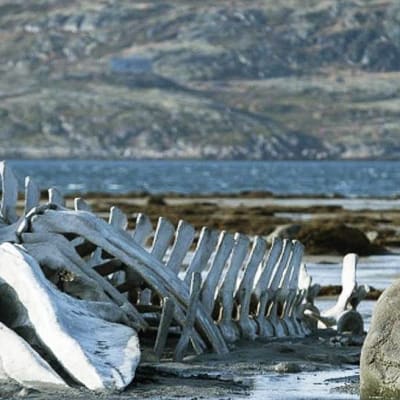 Andrei Zvjagintsevin elokuva Leviathan tapahtuu Barentsinmeren rannikon jylhissä maisemissa, jotka vain korostavat pohjoisen moraliteetin ankaruutta.