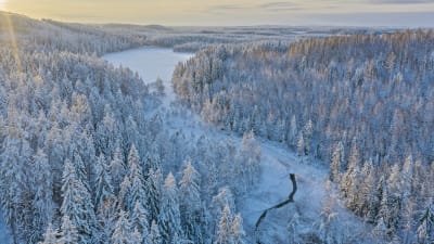  Ilmakuva talvisesta metsämaisemasta Joensuun Kiihtelysvaarassa.