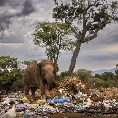 Eläimiä roskakasan keskellä savannilla.