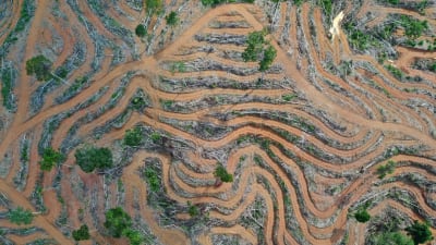 Luftbild på avskogning i Indonesiens regnskog på grund av palmoljeplantage.