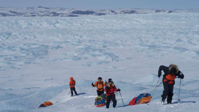 Fyra personer skidar på Grönland. De släpar pulkor efter sig. De skidar upp för en brant och det ser tungt ut. I bakgrunden syns stora drivor av snö.  