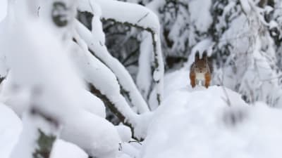 Orava liikkuu talvisessa metsässä.