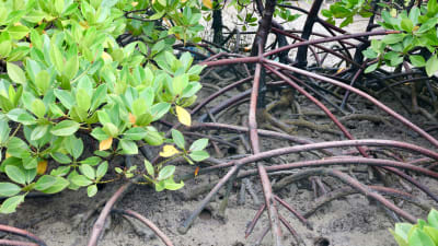 Mangroveträdens rötter i strandsanden vid lågvatten.