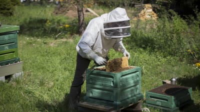 Mehiläisten hoitaja Tanja Oreto avaa mehiläispesää.