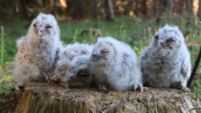 4 kattuggleungar sitter och kisar på en stubbe