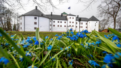 Blommande scillor framför Åbo slott