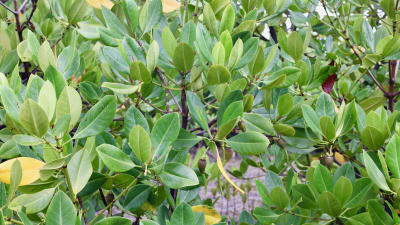 Mangroveträdets blad.
