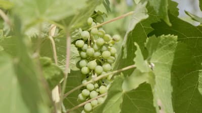 Vindruvor växer på vinodling.