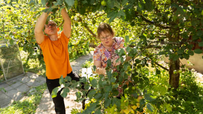 Helka och Panu Pärssinen sköter sitt äppelträd. Panu sträcker sig högt upp och Helka har blicken och händerna fästa vid en av grenarna lägre ner. Solen skiner och både de gröna äpplena och bladen blänker.