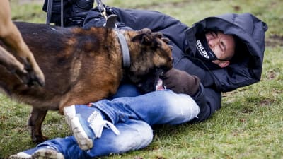 En polishund attackerar en demonstrant.