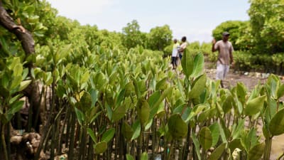 Mangroveplantor växer i en plantskola.