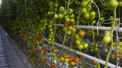 Tomater växer i ett växthus.