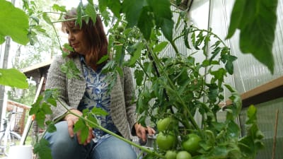 Riikka Slunga-Poutsalo fixar med tomatplantor i sitt växthus.