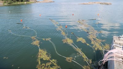 Bild av golvvärmeslingor som leder ner från bryggan till havsytan. 