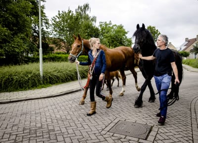 Två personer går med två hästar på en gata i Nederländerna för att rädda dem från översvämningarna.