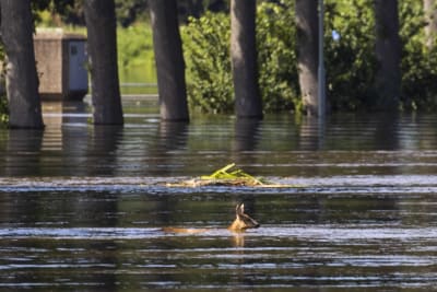 Ett rådjur simmar genom översvämningarna i Bergen, Nederländerna.