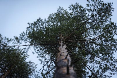 Mänty metsässä Laukaassa.