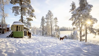 Hevoset Rannvi Wallenin kotitilalla Inkoossa