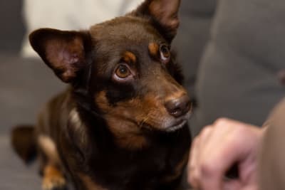 En brun liten hund tittar med stora ögon på en människa.