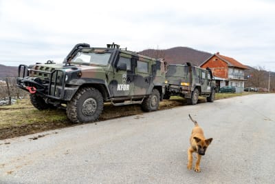 Bepansrade fordon vid en väg, i förgrunden en ljusbrun hund.