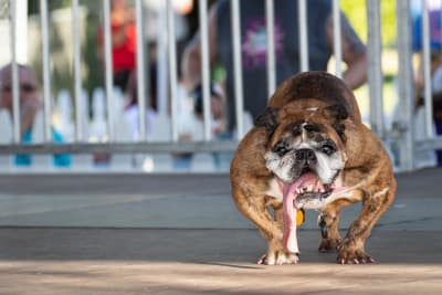 En engelsk bulldog med ovanligt breda axlar tittar mot kameran men en väldigt lång tunga som händer ut ur munnen.