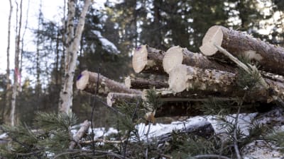Avsågade trädstammar ligger på hög.