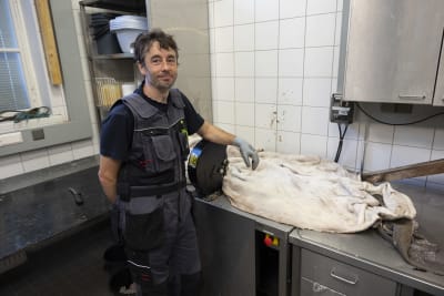 En man vid ett stort djurskinn.