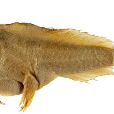 Kullanruskea kala, jolla on pitkät etuevät. 