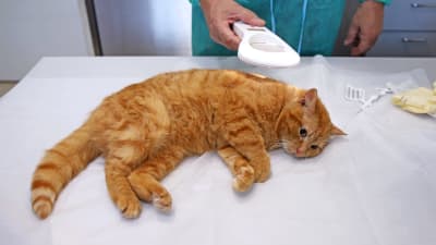 En veterinär scannar efter id efter att katten ( en gul-orange katt)  fått lugnande.