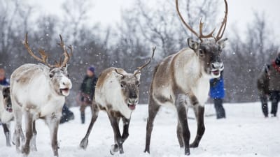 Renar i Abisko