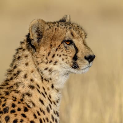 Gepardi katsoo ohi kameran, taustalla on vaaleaa heinää.