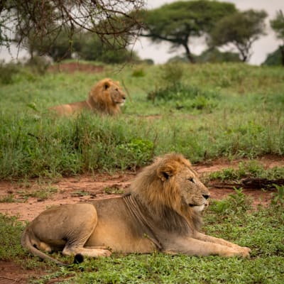 Två lejon som ligger i gräset.