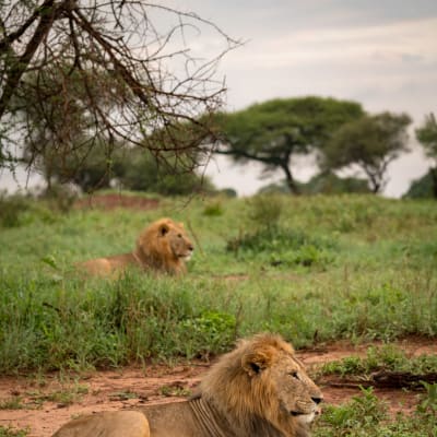 Två lejon som ligger i gräset.
