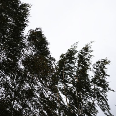 Myrskyssä taipuvia puita.
