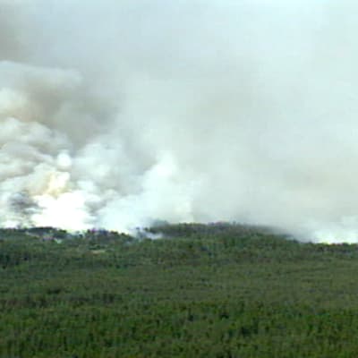 metsäpalo