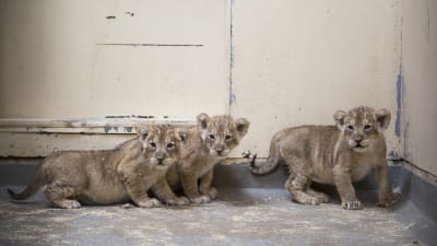 Nyfödda lejonungar på Högholmens zoo