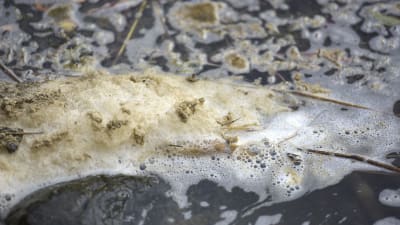 smutsigt skummande vatten vid en badstrand