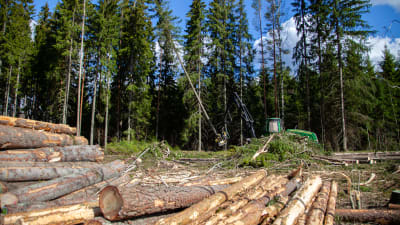 I förgrunden syns stockar, i bakgrunden en grön skogsmaskin som fäller ett träd.