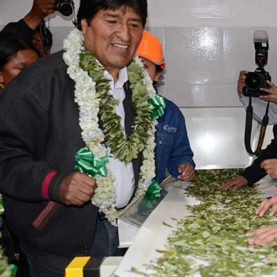 Bolivian presidentti Evo Morales vihkimässä kokapensaan lehtiä raaka-aineena käyttävää tehdasta La Pazassa maaliskuussa 2013.